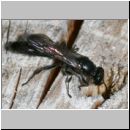 Trypoxylon cf figulus - Grabwespe 01 12mm - am Insektenhotel.jpg